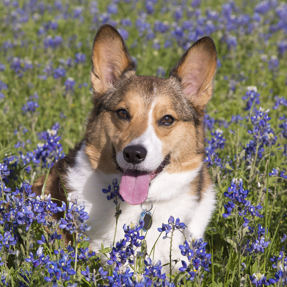 犬にも花粉症があるの？犬の花粉症の症状と対策を教えます