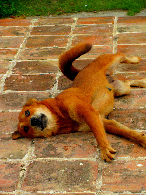 ドミニカ共和国の犬事情