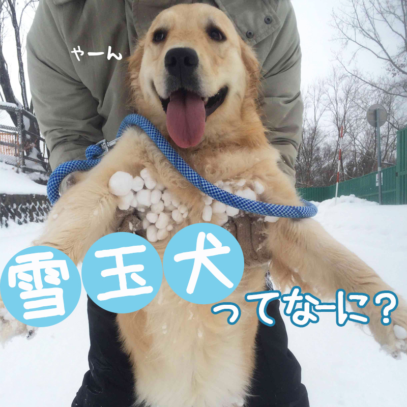 雪で遊んだ犬が次々と新種の犬に！？寒そうだけどなんだか可愛い「雪玉犬」と「対策」について