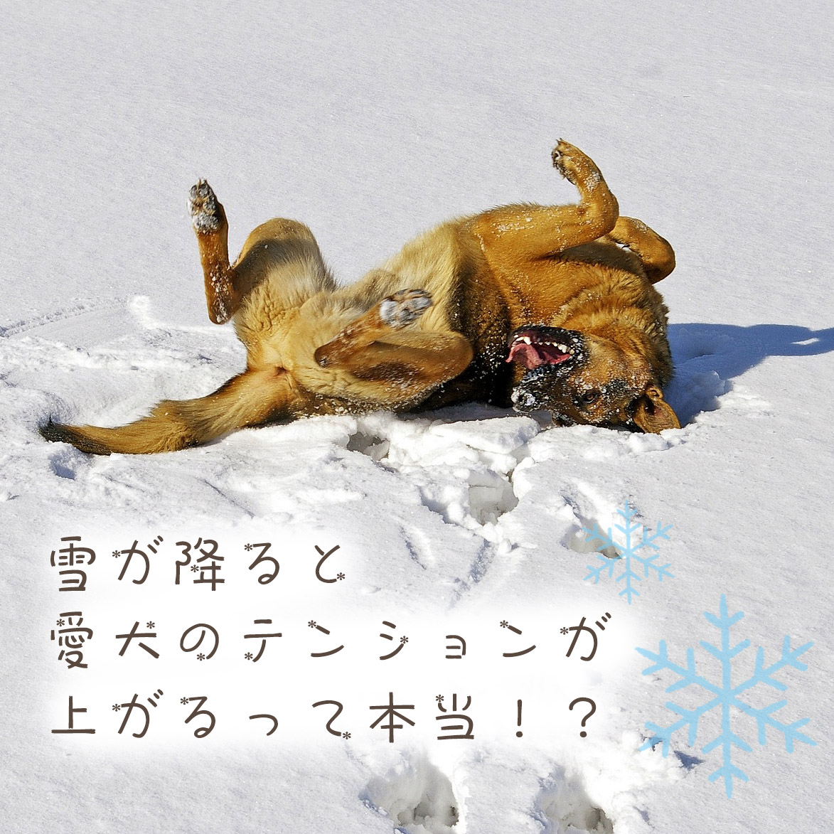 雪が降ると愛犬のテンションが上がるって本当！？