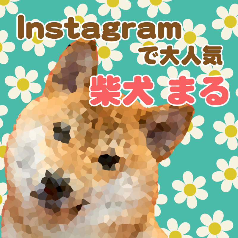 Instagramで大人気！柴犬の“まる”は有名人！？