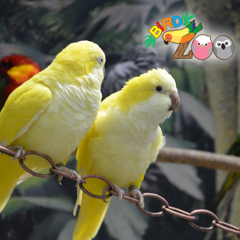 閉店：【アリオ柏BIRD Zoo】第5回　いつも誰かと一緒にいたい！レモンカラーのオキナインコちゃんをご紹介♪