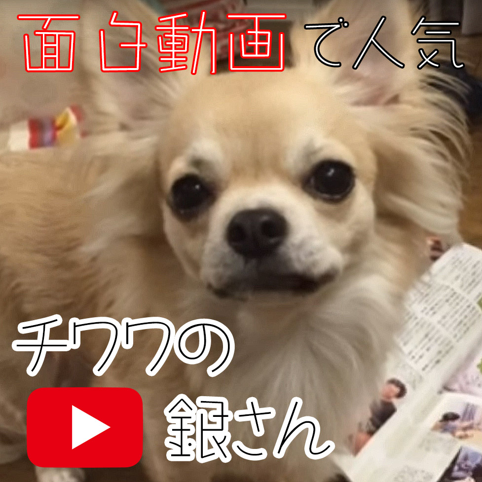 Youtubeで人気！関西弁のチワワの銀さんがめっちゃかわいい♥