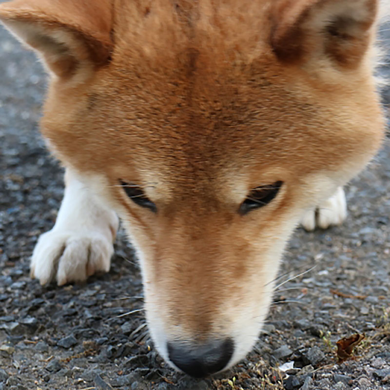 【ドッグトレーナー監修】愛犬の拾い食いをやめさせるしつけ方法。拾い食いを回避して安全なお散歩を