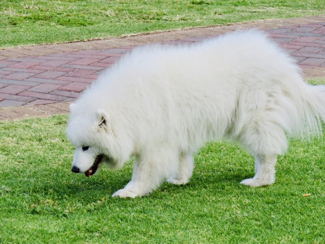 グレートピレニーズ
