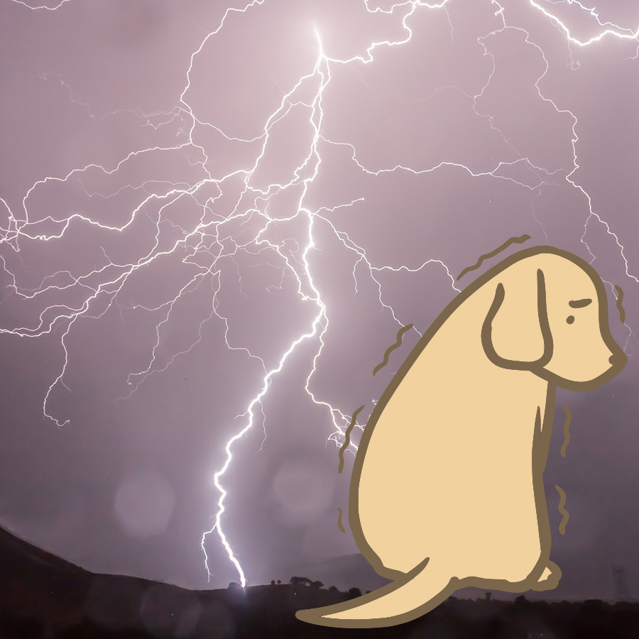 知っておきたい、犬が雷などでパニックを起こした時の対処法