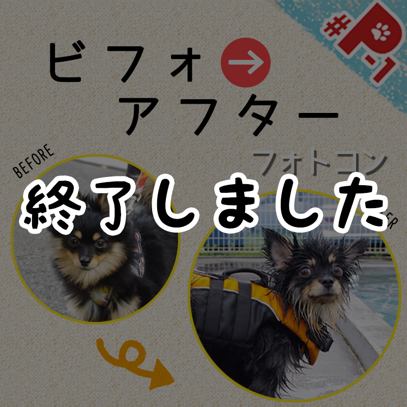 【応募終了】愛犬・愛猫のビフォーアフターフォトコン♪とっておきの大変身写真を大募集！！