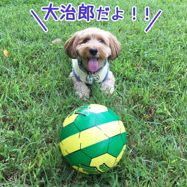 【P-1うちの子こんな子特別企画】キャッチボールが大得意！！ミックス犬の大治郎ちゃんをご紹介！！