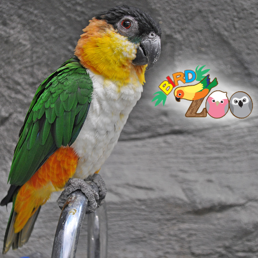 閉店：【アリオ柏BIRD Zoo】第9回　もふもふな羽がまるでぬいぐるみ！ズグロシロハラインコちゃんをご紹介