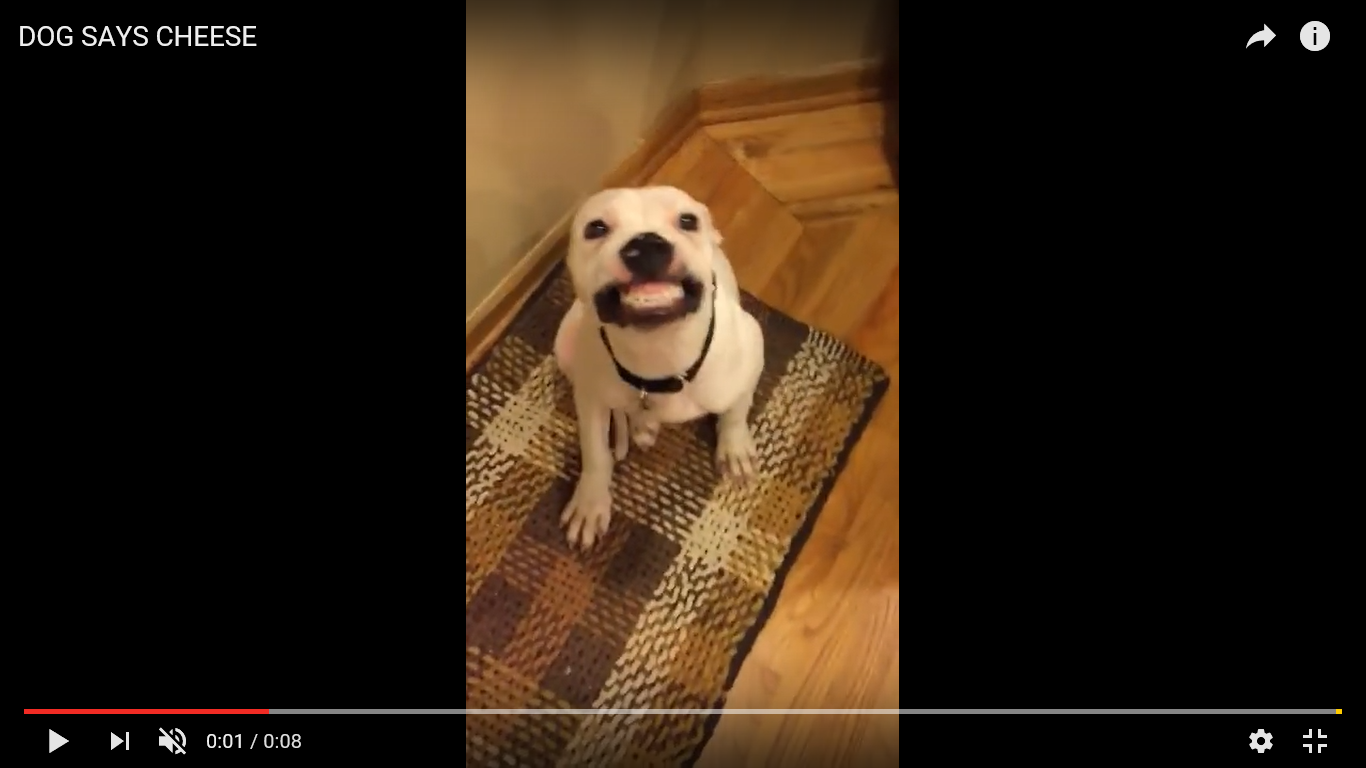 爆笑動画　犬