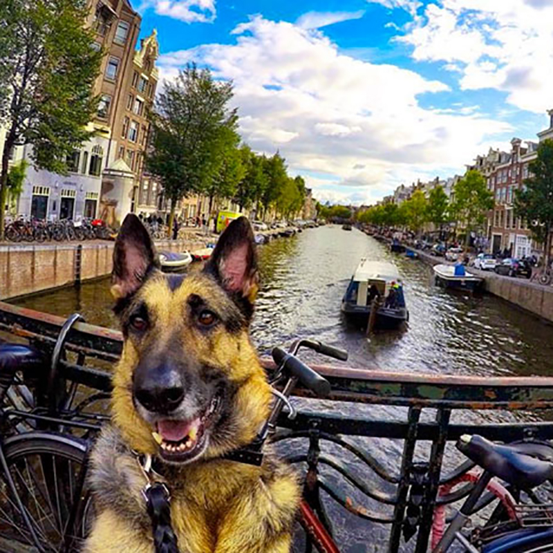 【海外】保護犬が世界中を飛び回る！12カ国・30都市を巡るワンちゃんの旅行写真が素敵すぎる♡