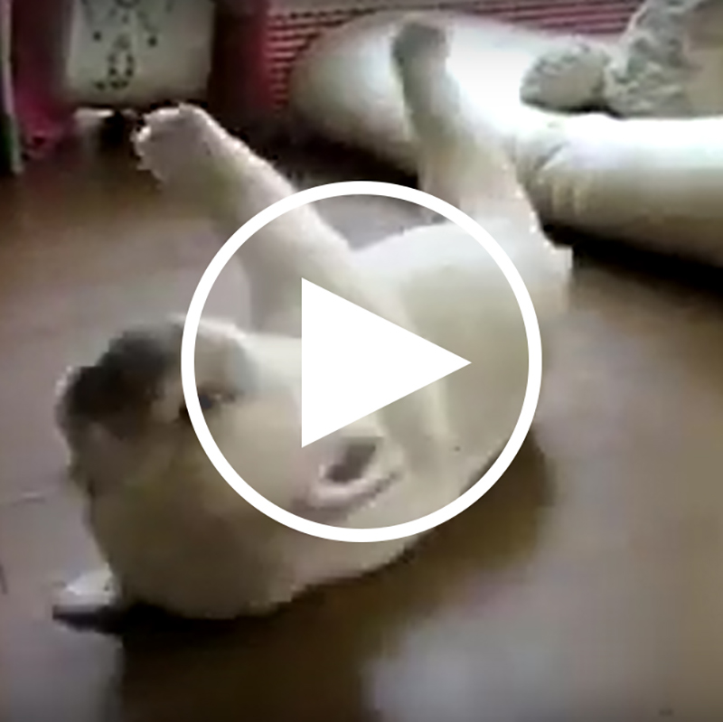 【癒し動画】ゴロゴロ～仰向けで転がるフレンチブルドッグの子犬がかわいすぎる♡