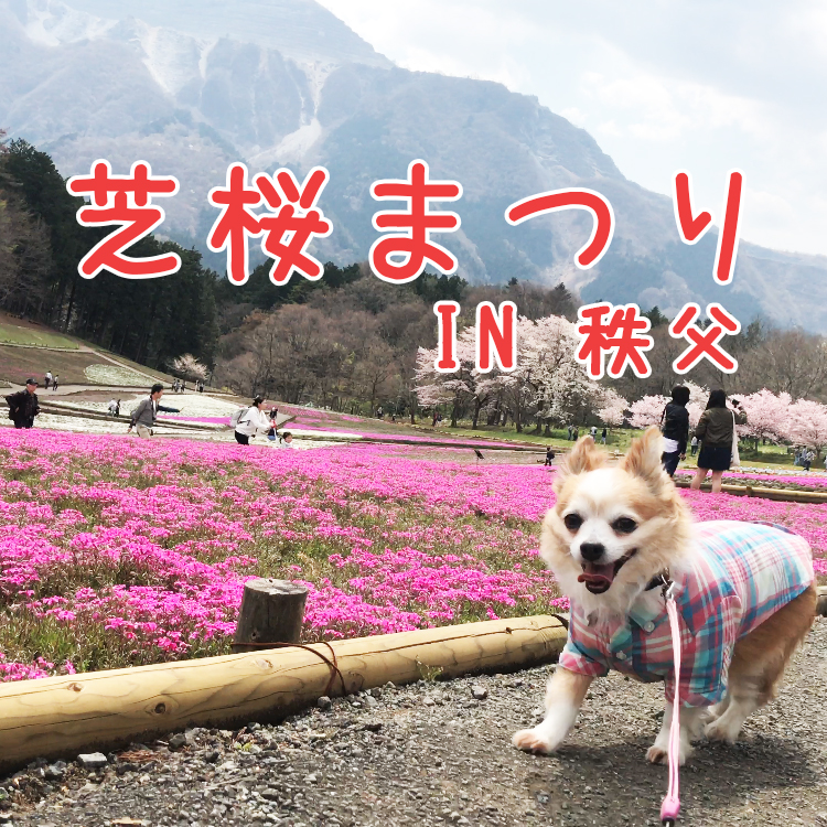 【ペット可スポット】花のパッチワークを愛犬と見に行こう！「羊山公園芝桜まつり」が5月7日まで開催！／埼玉県秩父市