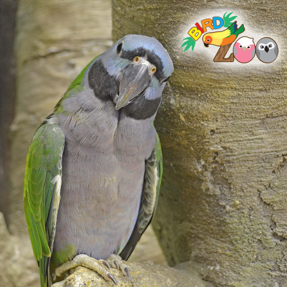 閉店：【横浜本牧BIRD Zoo】第10回　おしゃべり上手で好奇心旺盛！ダルマインコちゃんをご紹介