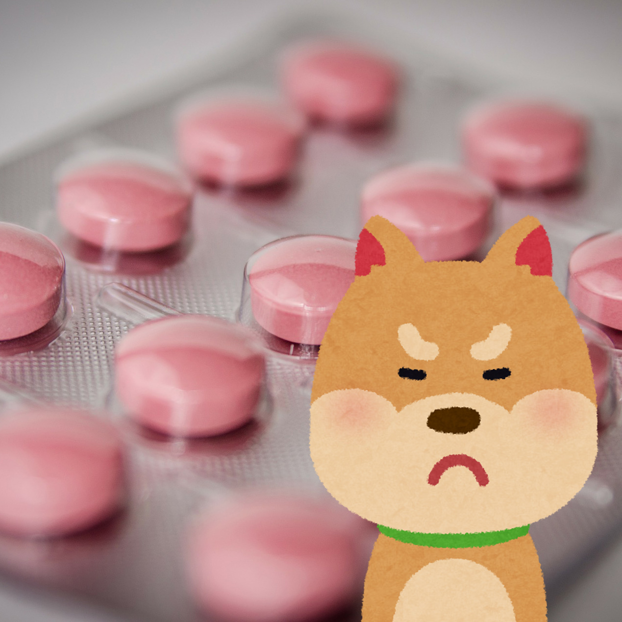 犬にストレスのない薬の飲ませ方は？薬の種類別の飲ませ方