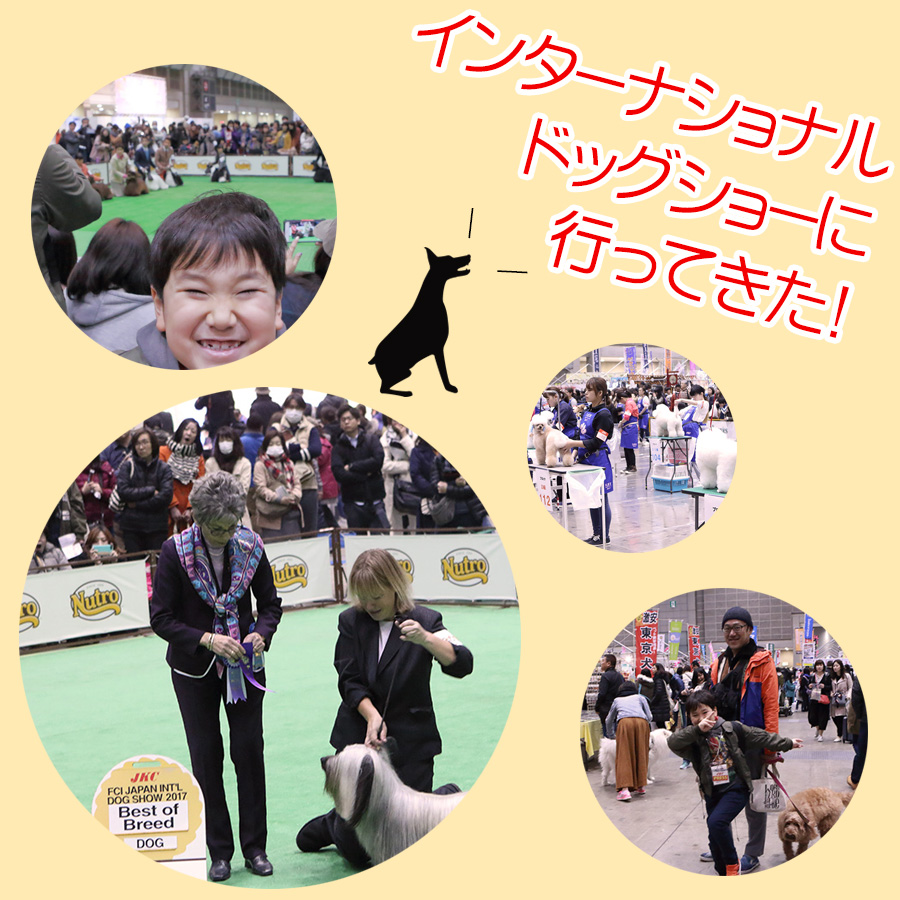 【行ってみた】FCIジャパンインターナショナルドッグショーは ゴージャスなワンちゃん満載で犬好き必見のショーでした！