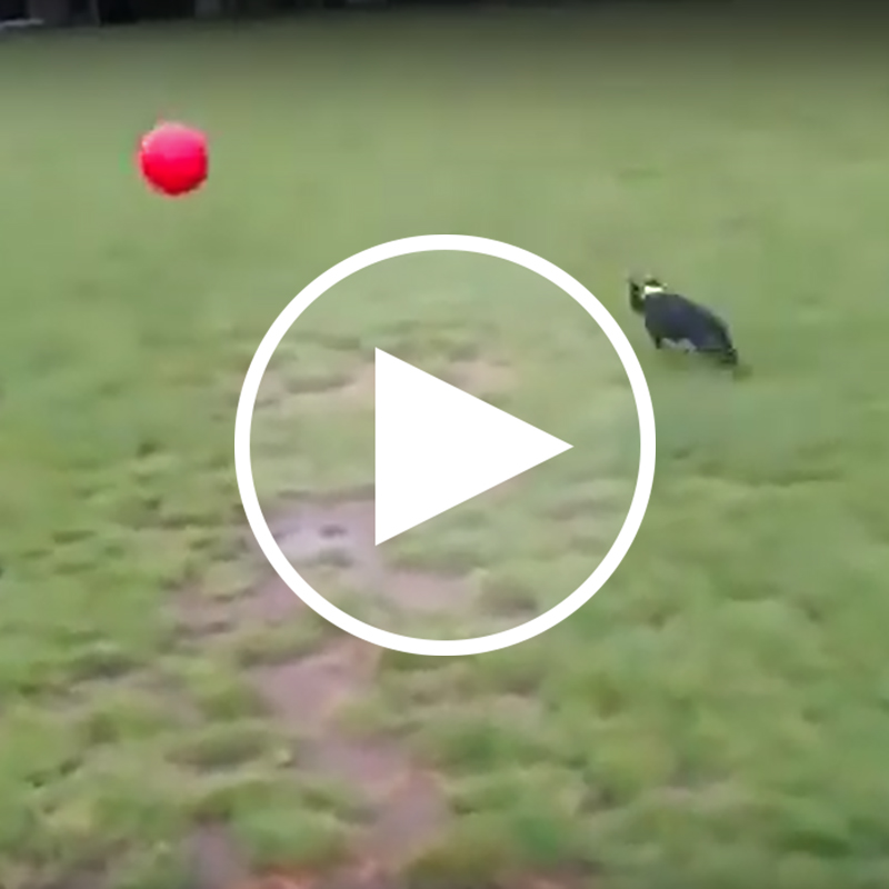 【驚き動画】笑いの神が降りた犬！？ボールへの愛情が強すぎて、とうとう振られました。