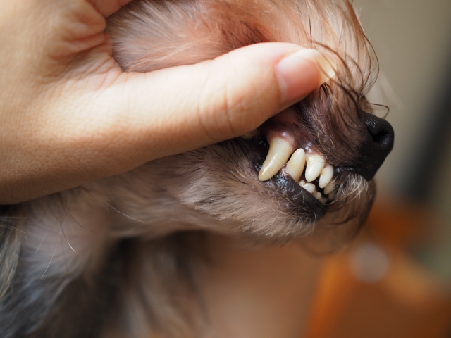 犬の歯の役割とは