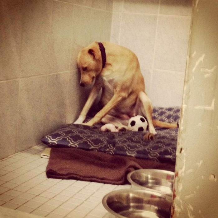 saddest-dog-homeless-again-lana-1-5914533341075-png__700