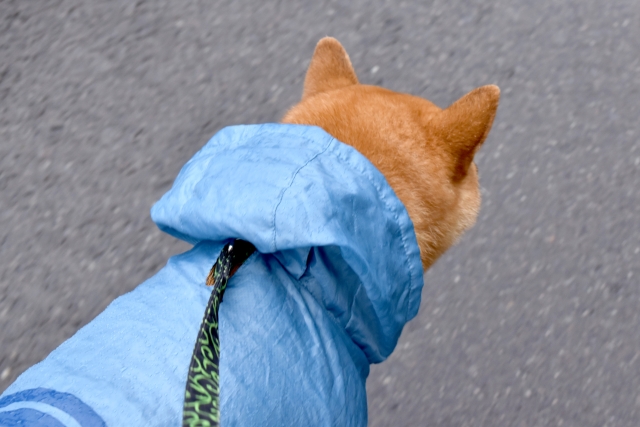 カッパを着て雨の日の散歩に出る柴犬