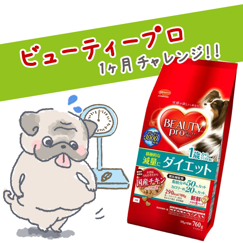 【目指せ、ビューティー犬！】日本ペットのビューティープロを食べて1ヶ月チャレンジするワンちゃんをご紹介！