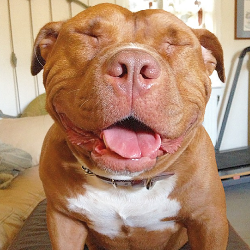 笑顔が似合う犬と言ったら、ピットブルテリアの「ミートボール！」