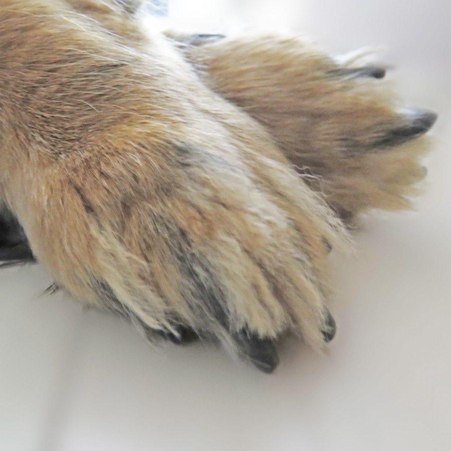 【黒？白？】犬の爪の色の違いと安全な爪切りの仕方について