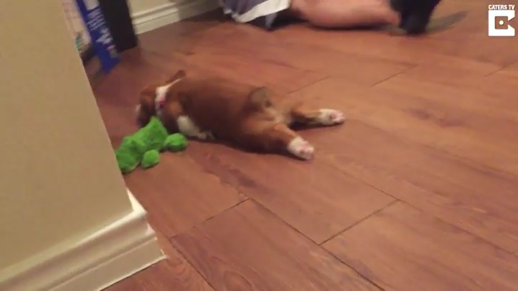 子犬 癒し動画