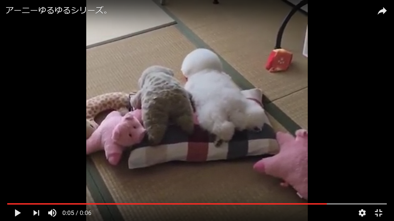 犬　癒し動画