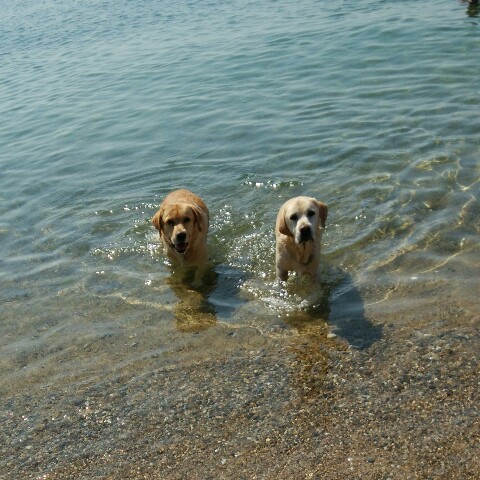 犬　海水浴
