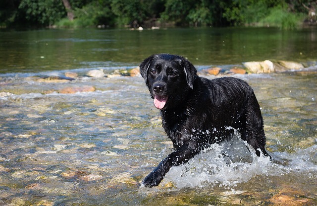 犬　水遊び　ラブラドール