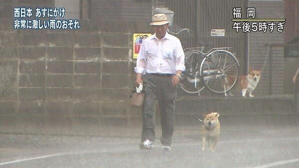 台風の中散歩中の犬