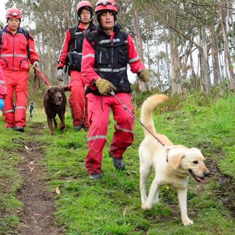 過酷な状況で7人を救助したが、心臓発作になり命を落とした英雄の災害救助犬ダイゴ