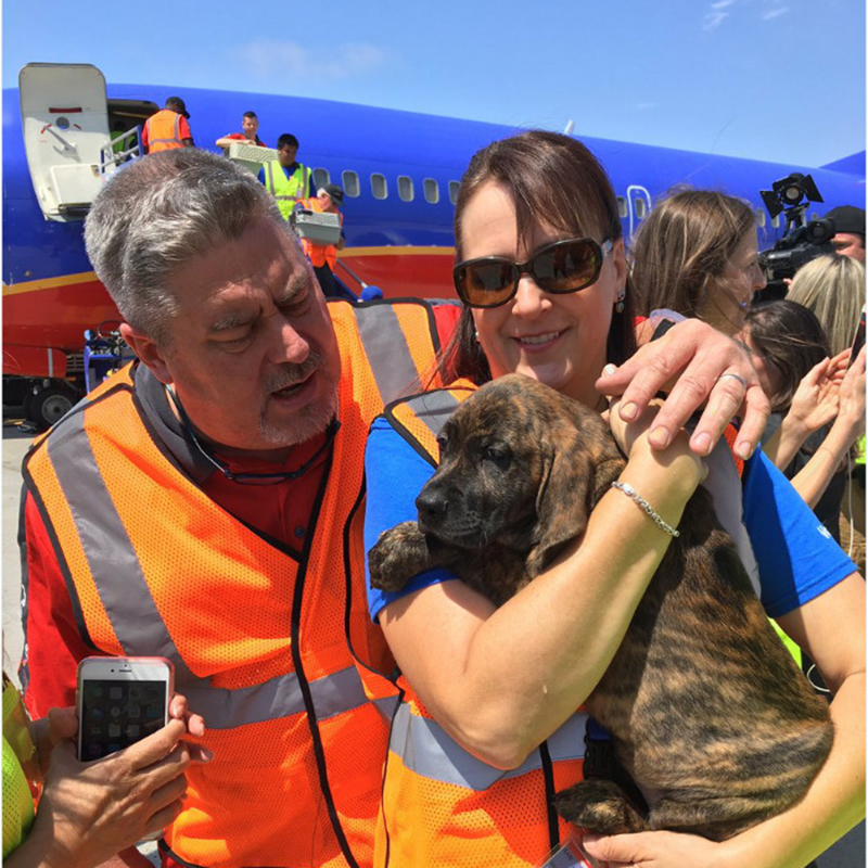 災害にあった動物たちのために、飛行機を特別仕様にした航空会社の心温まるお話