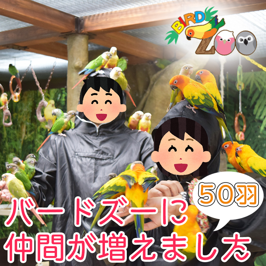 閉店：【横浜本牧BIRD Zoo】第20回　仲間が増えたバードズーでインスタ映え間違いなし！インコブーケを作ってみよう