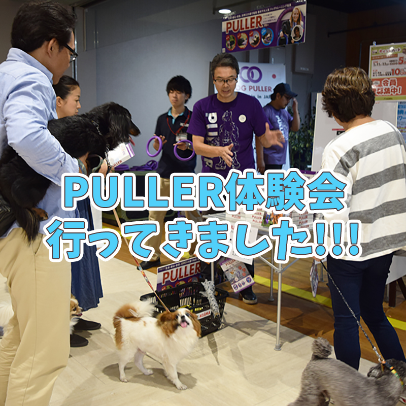 【遊びを発見しよう】ペットのコジマ横浜本牧店でPULLER(プラー)の体験会が行われました！次回開催は10月！！