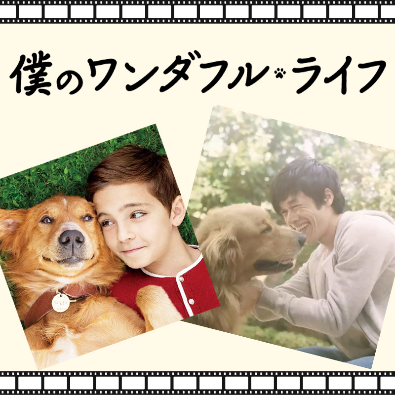 予告編だけで泣けると話題の最新映画【僕のワンダフルライフ】から、犬がくれる無償の愛を感じるテレビCM公開！！
