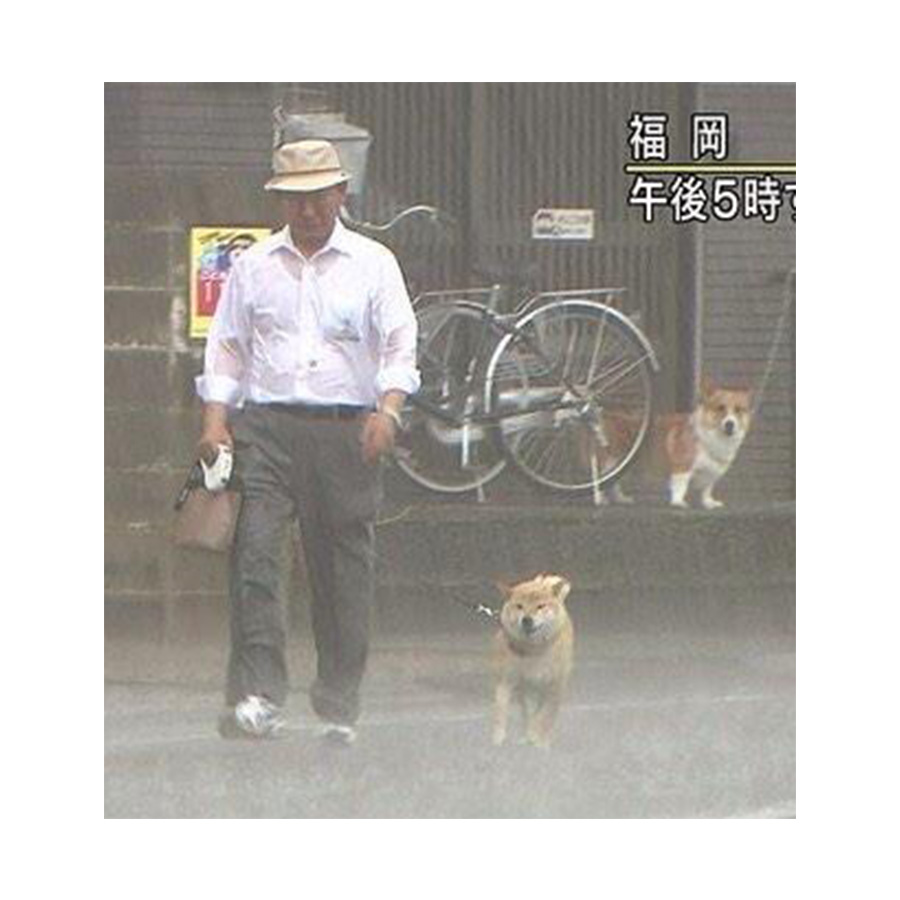 台風中の犬の散歩がシュールすぎる！台風が来た時は散歩必要？