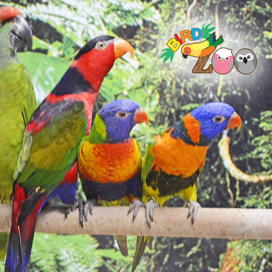 閉店：【横浜本牧BIRD Zoo】第21回　鮮やかな「ローリー・ロリキート系」インコちゃんたちをご紹介