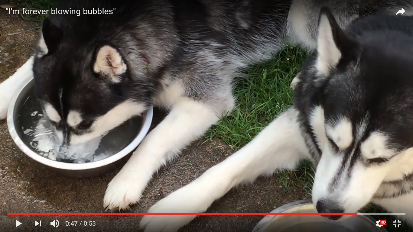 犬 面白動画
