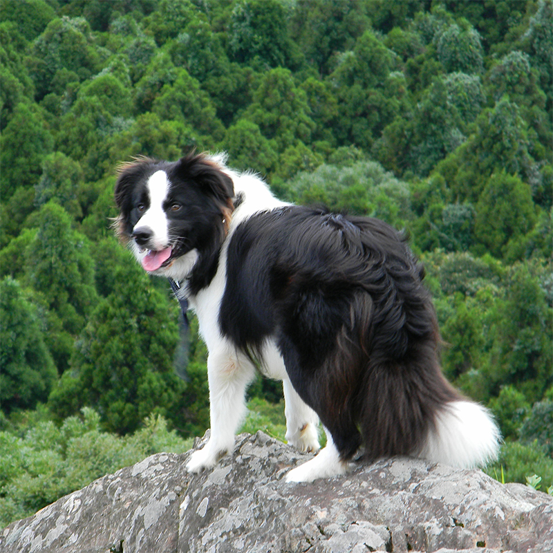 【長崎】白岳自然公園の看板犬ロン、スズメバチに襲われる登山者の命を勇気ある行動で救う。