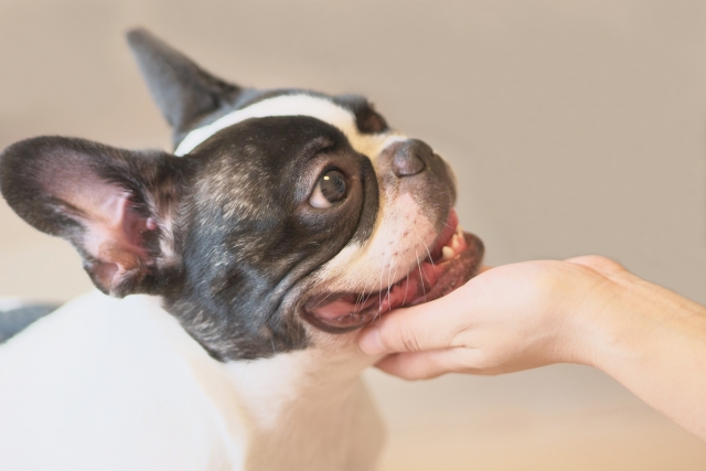 犬の外耳炎の予防方法