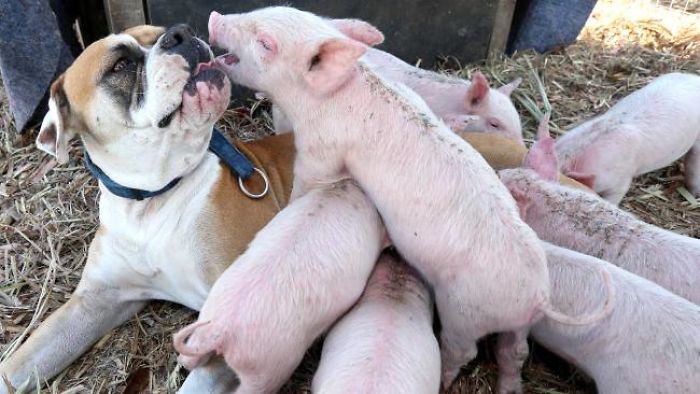 This-boxer-puppy-became-the-best-foster-mother-of-some-little-pigs-59be7d3b526a1__700