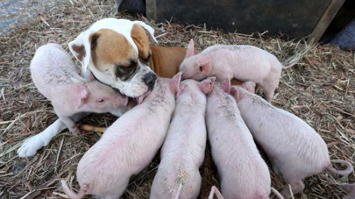 This-boxer-puppy-became-the-best-foster-mother-of-some-little-pigs-59be7d4cbcd0a__700