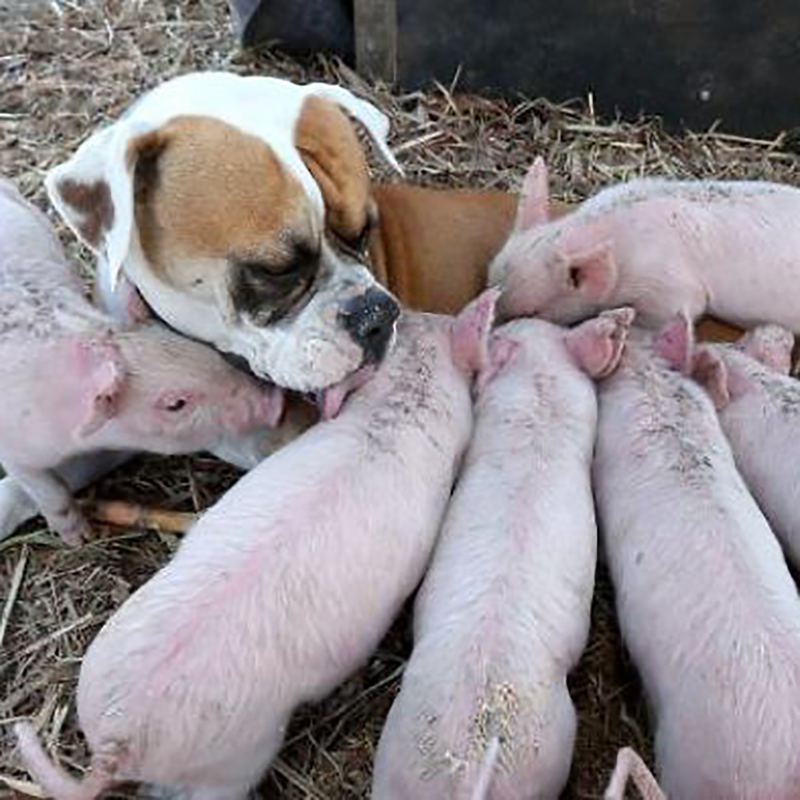 突然、捨てられてしまった豚の赤ちゃん8匹。小さな命を救ったのは1匹のボクサー犬だった。