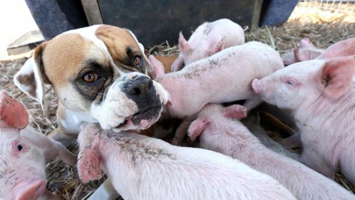 This-boxer-puppy-became-the-best-foster-mother-of-some-little-pigs-59be7d5fa579c__700