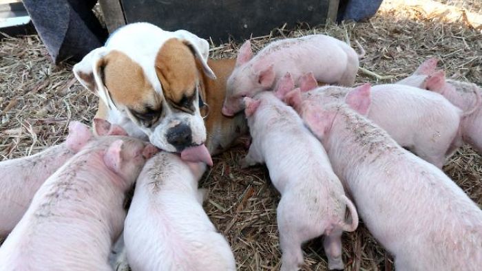 This-boxer-puppy-became-the-best-foster-mother-of-some-little-pigs-59be7de97c103__700