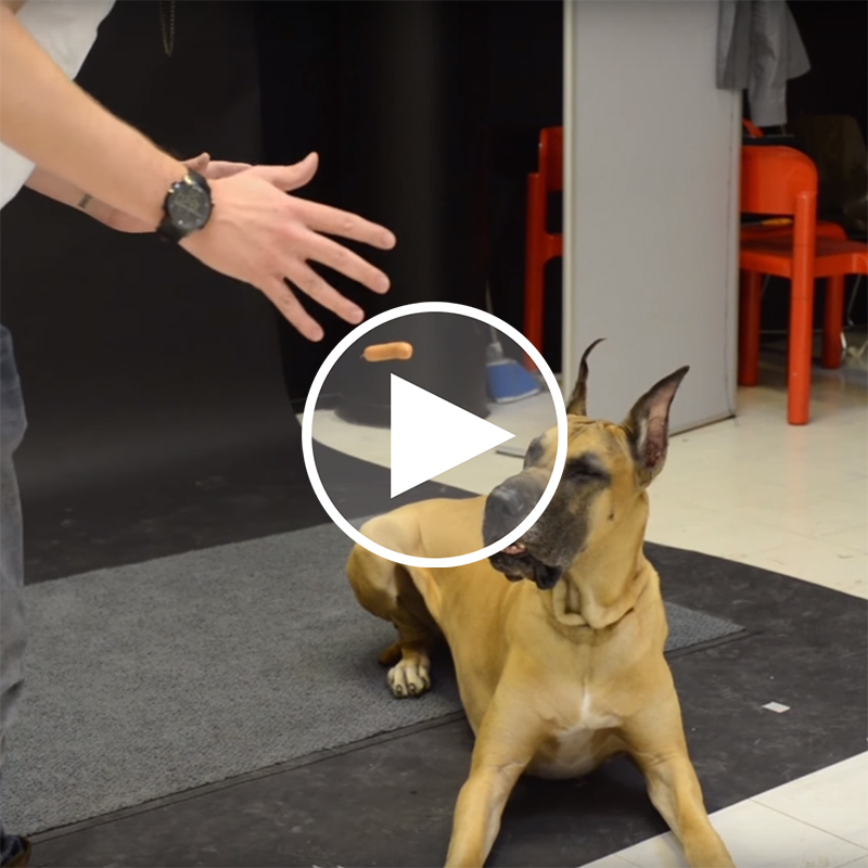 【驚き動画】犬にマジックを見せたら…？十匹十色の反応に愛犬にも試したくなる！！！！