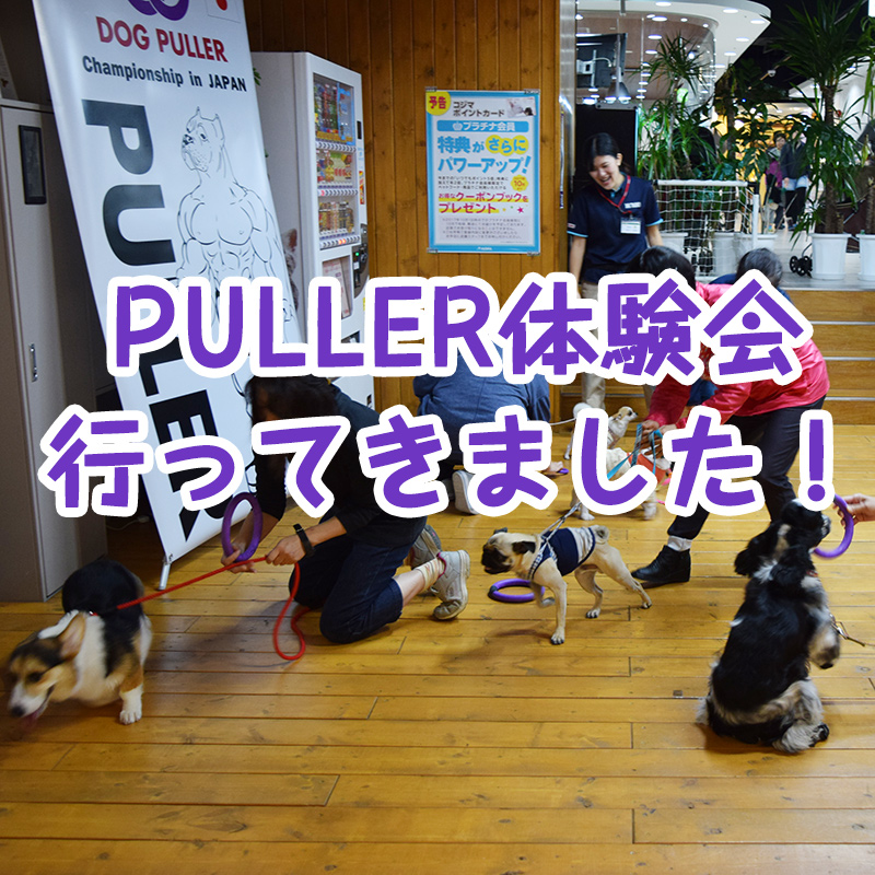 【遊びを発見しよう】ペットのコジマ横浜本牧店でPULLER(プラー)の体験会Part2が行われました！次回開催は11月！！