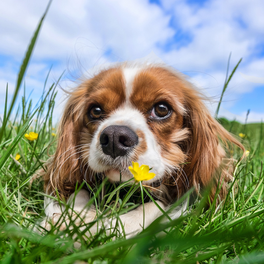 愛犬が雑草を食べてしまうのはなぜ？犬が食べてはいけない野草は？